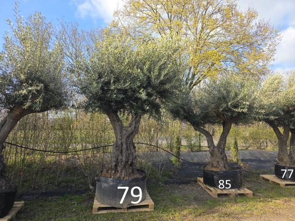 Olivenbaum Hojiblanca extra hoch 370 cm -  (ca. 200 Jährig) Mega Olivenbaum Nr.79